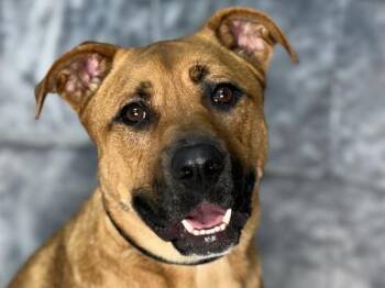 Shepherd and Pit Bull Terrier Dogs Available for Adoption in Portland, Oregon - Ginny | PetCurious