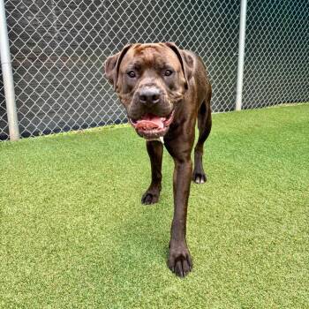 Skeeter -  Pit Bull Terrier and Mixed Breed Dog for Adoption in Parkersburg, West Virginia - Skeeter | PetCurious