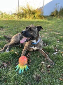 Rescue German Shepherd Dog and Pit Bull Terrier Dogs for Adoption in Warren, Michigan - Petunia (Tuna) **Courtesy Post** | PetCurious