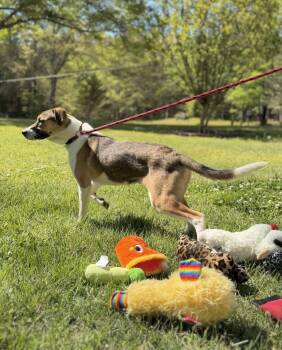 Australian Shepherd Dogs Available for Adoption in Locust Fork, Alabama - Roo | PetCurious