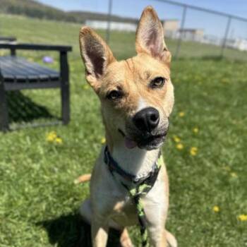 Mixed Breed Dogs Available for Adoption in Philadelphia, Pennsylvania - Poppy | PetCurious