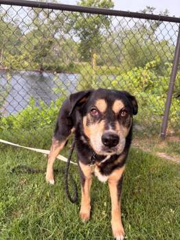 Takis -  Mixed Breed Dog for Adoption in Warren, Pennsylvania - Takis | PetCurious