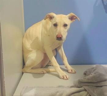 SKYE -  Labrador Retriever and Mixed Breed Dog for Adoption in St. Peters, Missouri - SKYE | PetCurious