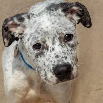 LILY -  Pointer and Mixed Breed Dog for Adoption in St. Louis, Missouri - LILY | PetCurious