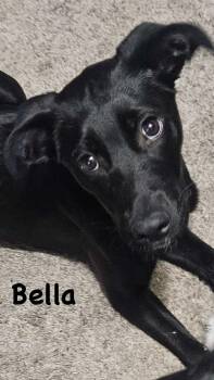 Bella -  Labradoodle and Pit Bull Terrier Dog for Adoption in Thornton, Colorado - Bella | PetCurious