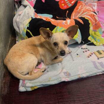Chihuahua Dogs Available for Adoption - Gemini | PetCurious