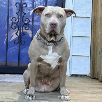Nala -  Pit Bull Terrier Dog for Adoption in Chicago, Illinois - Nala | PetCurious