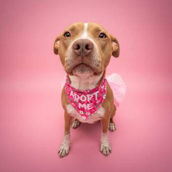 Elektra- ADOPT Me -  Pit Bull Terrier Dog for Adoption in Redondo Beach, California - Elektra- ADOPT Me | PetCurious