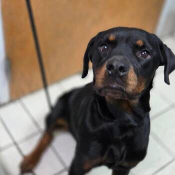 Roxy -  Mixed Breed Dog for Adoption in Charleston, West Virginia - Roxy | PetCurious