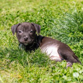 Mixed Breed Dogs Available for Adoption in Wilmington, Delaware - Moon Pie | PetCurious