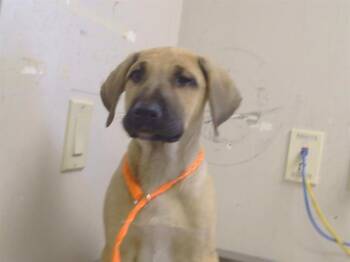 RUBEN -  German Shepherd Dog and Mixed Breed Dog for Adoption in Sacramento, California - RUBEN | PetCurious
