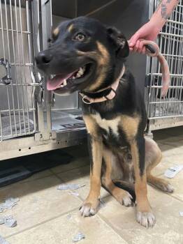 Maddox -  German Shepherd Dog Dog for Adoption in Frenchburg, Kentucky - Maddox | PetCurious