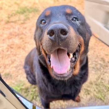 Cooper -  Rottweiler Dog for Adoption in Dallas, Texas - Cooper | PetCurious