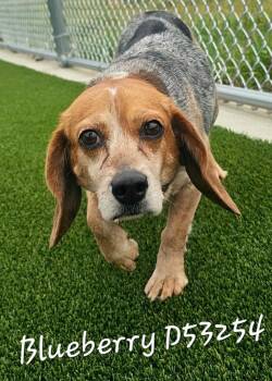 Blueberry -  Beagle Dog for Adoption in Clarksville, Tennessee - Blueberry | PetCurious
