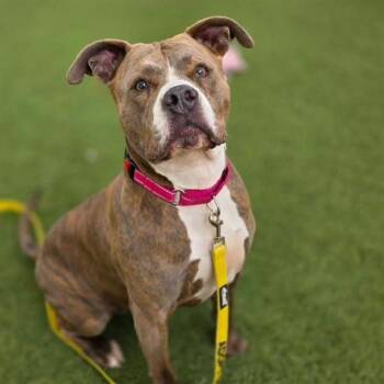 Pit Bull Terrier Dogs Available for Adoption in Las Vegas, Nevada - MISS ROLY POLY OLY | PetCurious