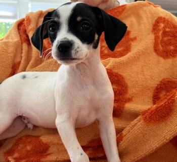 Max -  Chihuahua and Terrier Dog for Adoption in Sunnyvale, California - Max | PetCurious