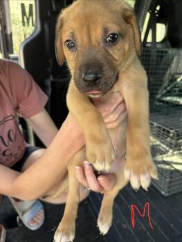 Flynn -  Hound Dog for Adoption in Richmond, Missouri - Flynn | PetCurious