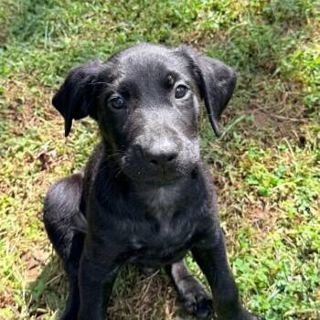 Carl -  Coonhound Dog for Adoption in Columbia, Maryland - Carl | PetCurious