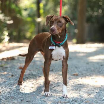 Spaghetti -  Labrador Retriever Dog for Adoption in Wake Forest, North Carolina - Spaghetti | PetCurious