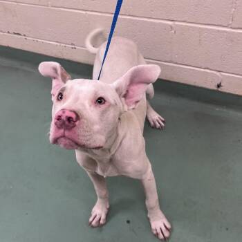 Garth -  Mixed Breed Dog for Adoption in Memphis, Tennessee - Garth | PetCurious