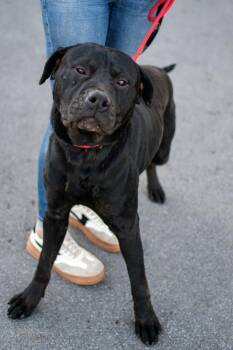 Rottweiler and Presa Canario Dogs Available for Adoption - George | PetCurious