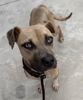 Oscar -  Terrier Dog for Adoption in Lancaster, South Carolina - Oscar | PetCurious