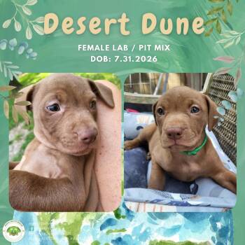 Desert Dune -  Labrador Retriever and Pit Bull Terrier Dog for Adoption in Pottstown, Pennsylvania - Desert Dune | PetCurious