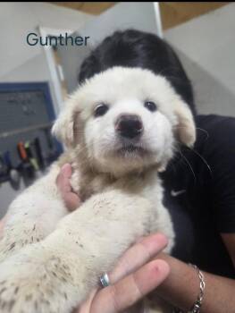 Gunther HTX -  Great Pyrenees Dog Available for Adoption in Quinlan, Texas - Gunther HTX | PetCurious