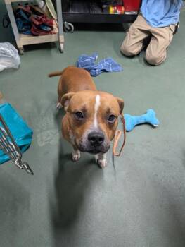 Rescue Mixed Breed Dogs for Adoption in Palmetto, Florida - A132163 | PetCurious