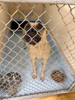 Golden Roses -  Mixed Breed Dog for Adoption in Cincinnati, Ohio - Golden Roses | PetCurious