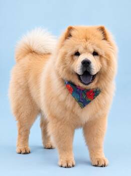 Egg Drop -  Chow Chow Dog for Adoption in Palo Alto, California - Egg Drop | PetCurious