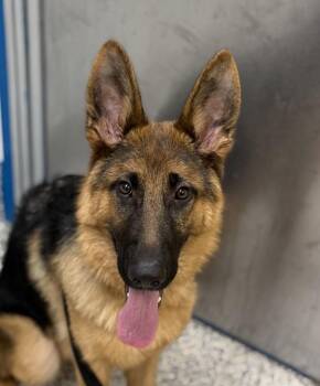 Veronica -  German Shepherd Dog Dog for Adoption in Golden, Colorado - Veronica | PetCurious