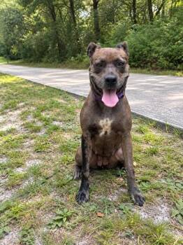 Mya -  Catahoula Leopard Dog and Mixed Breed Dog for Adoption in Palm Coast, Florida - Mya | PetCurious