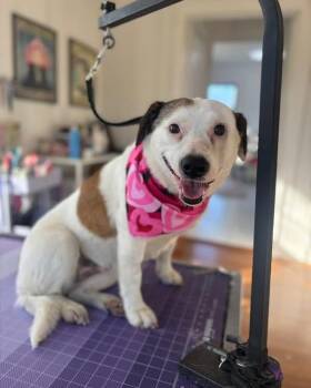 Mixed Breed Dogs Available for Adoption - Missy | PetCurious