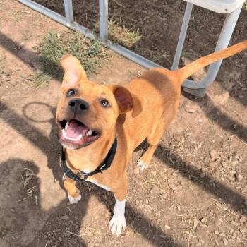 Torro -  Mixed Breed Dog for Adoption in Pagosa Springs, Colorado - Torro | PetCurious