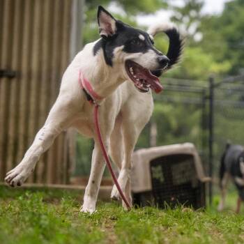 Daisy -  Shepherd and Mixed Breed Dog for Adoption in Pawling, New York - Daisy | PetCurious