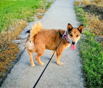 Corgi and Shepherd Dogs Available for Adoption in Evergreen, Colorado - Ellie | PetCurious