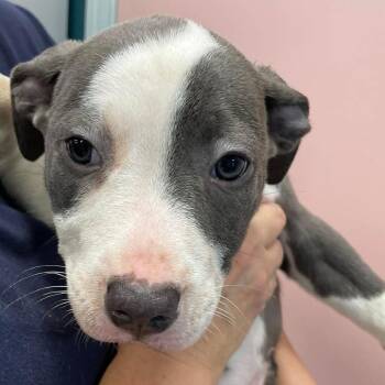 Mixed Breed Dogs Available for Adoption in Huntsville, Arkansas - (S/N ?) Bluebell | PetCurious