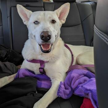 Domino* -  Husky Dog for Adoption in Waynesville, North Carolina - Domino* | PetCurious