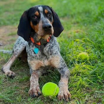 Hank -  Bluetick Coonhound Dog for Adoption in Austin, Texas - Hank | PetCurious