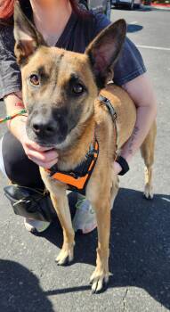 Rescue Mixed Breed Dogs for Adoption in Las Vegas, Nevada - ROCO | PetCurious