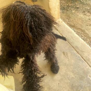 Acorn -  Poodle and Mixed Breed Dog for Adoption in Loxahatchee Groves, Florida - Acorn | PetCurious