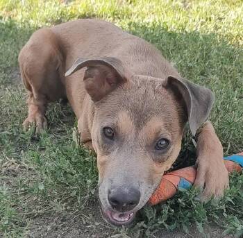 Goldie -  Pit Bull Terrier and Shepherd Dog for Adoption in Thornton, Colorado - Goldie | PetCurious