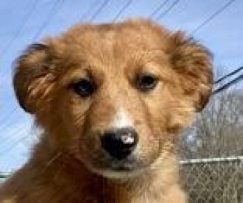 Shepherd Dogs Available for Adoption - Larry | PetCurious