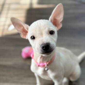 Terrier Dogs Available for Adoption - Myrtle  | PetCurious