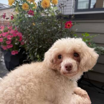 Summer - 6 lbs -  Poodle Dog for Adoption in Olive Branch, Mississippi - Summer - 6 Lbs | PetCurious