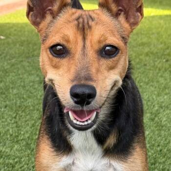 Chihuahua Dogs Available for Adoption in Hondo, Texas - Lassie - With The Soulful Eyes | PetCurious
