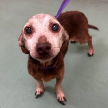 Mixed Breed Dogs Available for Adoption in Memphis, Tennessee - Dotson | PetCurious