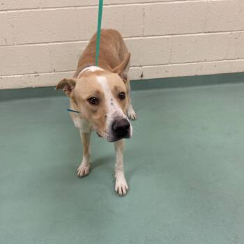 Rescue Mixed Breed Dogs for Adoption in Memphis, Tennessee - Raspberry | PetCurious