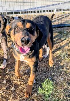 Rescue Rottweiler and Black And Tan Coonhound Dogs for Adoption in Bowie, Texas - Walker | PetCurious